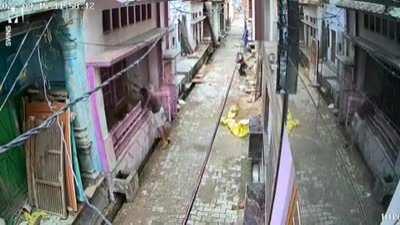 Big monkey takes down man with a wrestling move