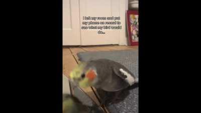 This video needs the head bobbing cat. Does any want want to do the honors?