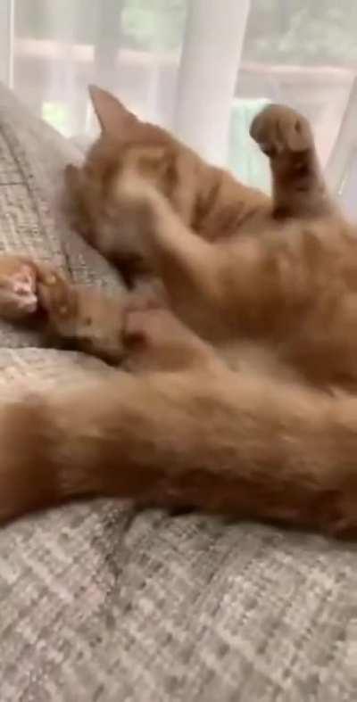 Scratch the damn cat, he doesn't realize he can't scratch his ear while laying down