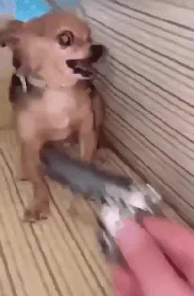 Who's responsible for getting by beloved furry LoonasHusband banned? Shame on you