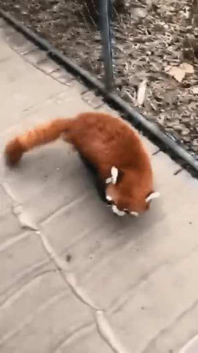 The Red Panda is so unique, it has no close relatives. It's the only living species in its genus and family.