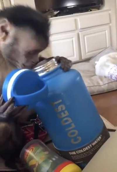 Macaquinho fazendo unboxing, o novo melhor estilo de vídeo