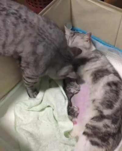 Dad didn't want to wake the kids up