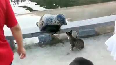 Cat just being a cat