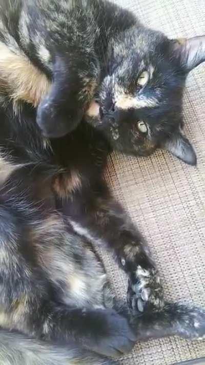 Harvey is always showing of them teefies