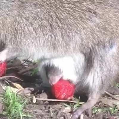 Long-nosed potoroo mom with baby in pouch eating strawberries