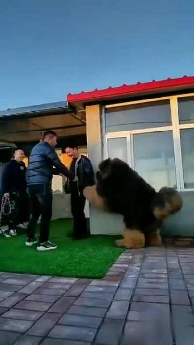 A VERY big boy! (Tibetan Mastiff)
