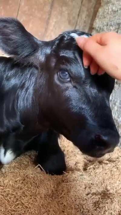 Precious baby Pietro was rescued thanks to