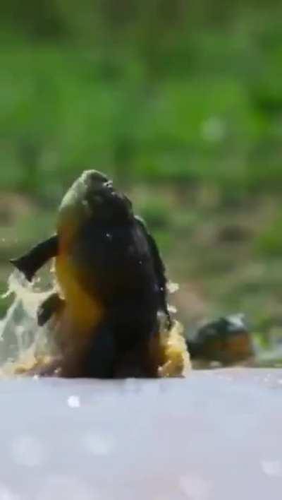 Battle of two African Bullfrogs