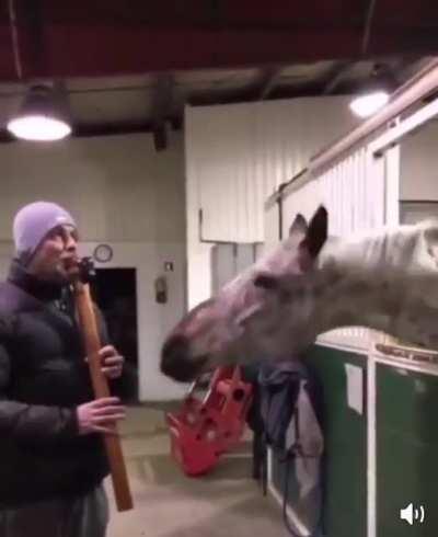 Horses getting their shout out for killing 25 hunters. *sorry idk how to edit a hat on the horse*