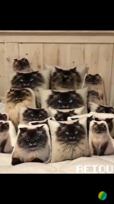 To the 10 people that might see this before the mods remove it. Enjoy.