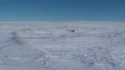 Pallas' chonk of Mongolia