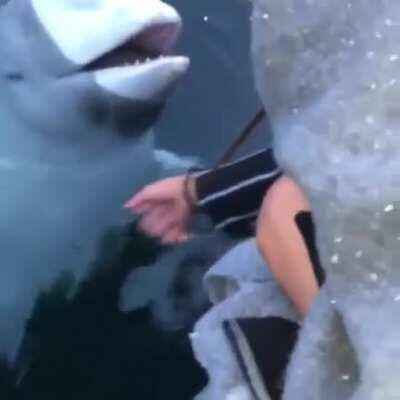 🔥 Beluga whale saves an iPhone from the sea in Norway