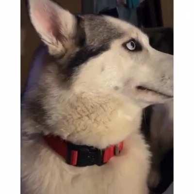 Who chew the headset