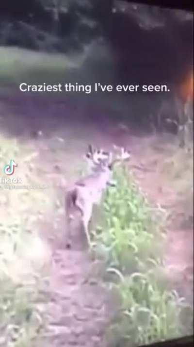 How could nature create such a dumb creature.. I can’t make this up