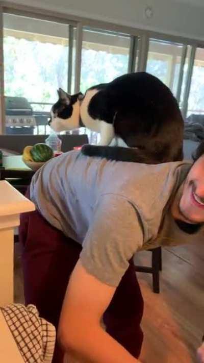 Auto stabilizing cat