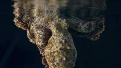 🔥An octopus dreaming