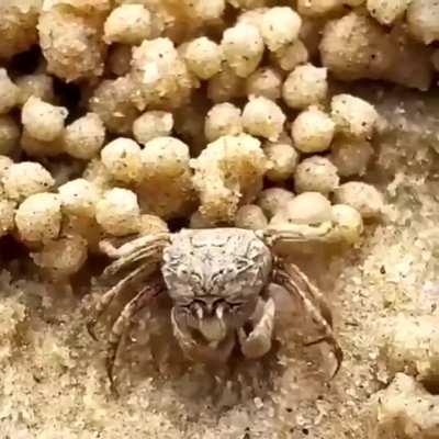 🔥A fiddler crab makes sand balls