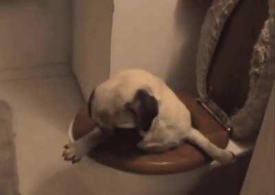 This Pug Took A Leap Of Faith.