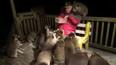 Raccoon whisperer...