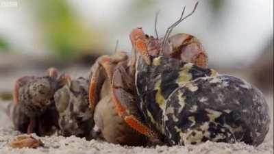 As the hermit crabs grow, they periodically need to upgrade their housing to bigger shells. When a new shell appears on the beach, the cramped crabs will form a orderly queue nearby and change shells all at once, with each crab moving into the next bigges