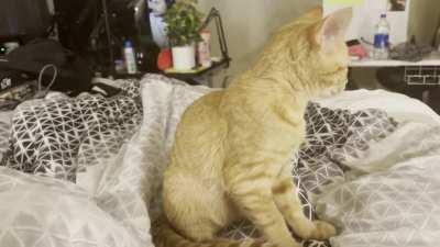 Slow down, this is baker is only 4 months old and ready to treat us to holiday biscuits. Meowy Christmas and happy holidays. 🎄