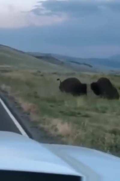 The force of this Bison