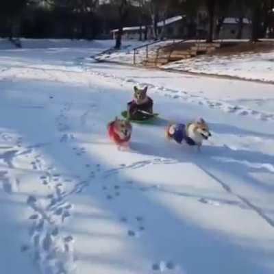 Welcome to the Corgi express!