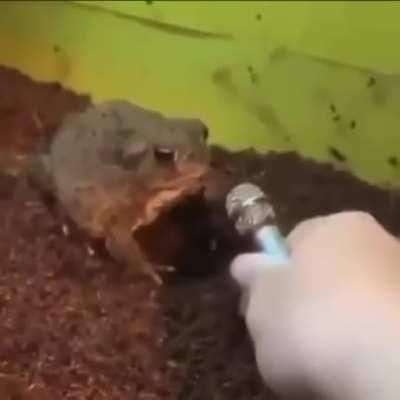 Afied bal sugar 😋