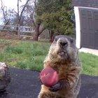 Nom... Nom... Wait for it.