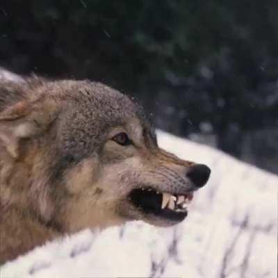 I found 70 images of wolves and made this!