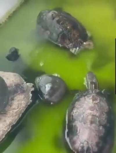 Squirtle, water gun!