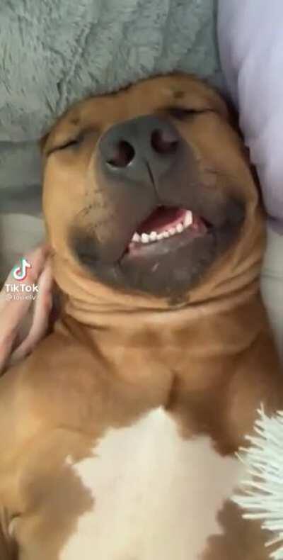 Hard day at work for pupper