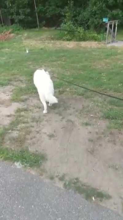 Helping my guy finally catch a bunny!