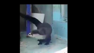 Otters take on The Weeknd