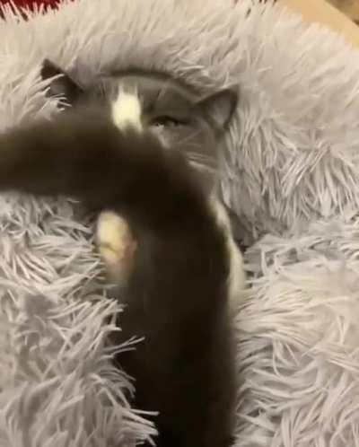 cAT GetS SmOtHeRed bY owNER