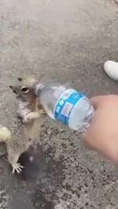 Squirrel asks for water quite persistently