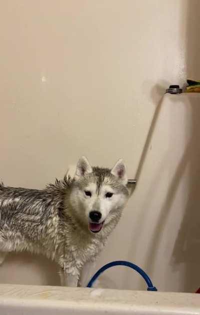 Gave my velociraptor a bath today.