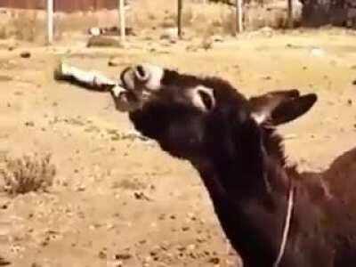 Porçay G FUEL İ içtikten sonra