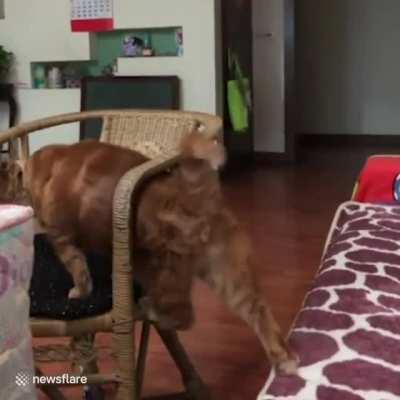 It’s hard to jump on the chair (x-post r/Therewasanattempt)