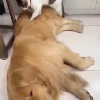 Too pure for this world.