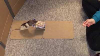 Shadow Pushing a Shopping Cart + Leaving Alone Treat