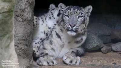 Snow leopard cub is testing patience of its mum