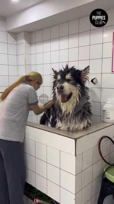 Bath time for huge doggo...not sure he likes it