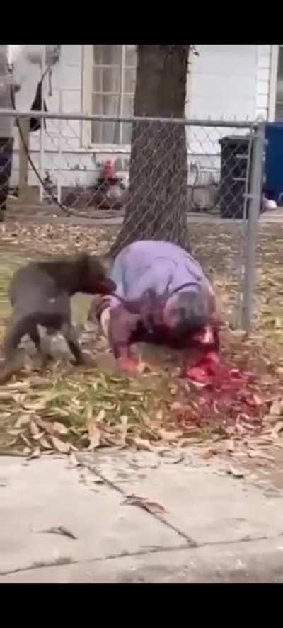 2 dogs killed a old man