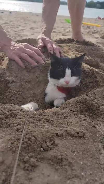 ThE LaSt SAndBEnDeR saVEs bUriED cAt