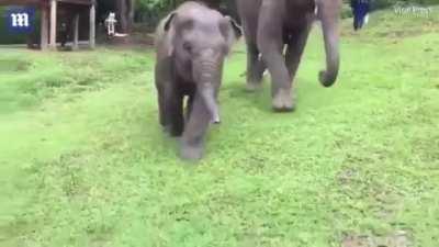 Adorable moment baby elephant keeps slipping over on a hill
