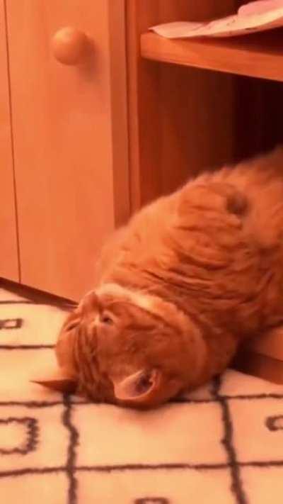 bored Katze in the house