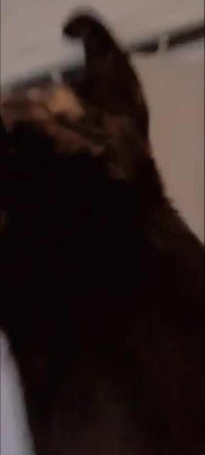 Ziyah is always jumping up on the blinds to reach the geckos, this time she got stuck 🤣