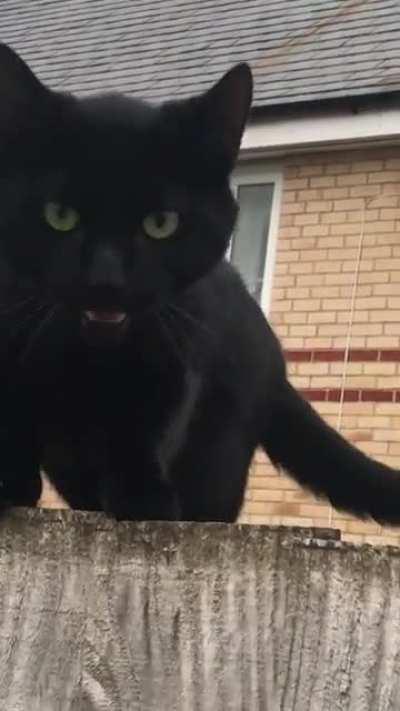 my boy is happy to see me 🐱